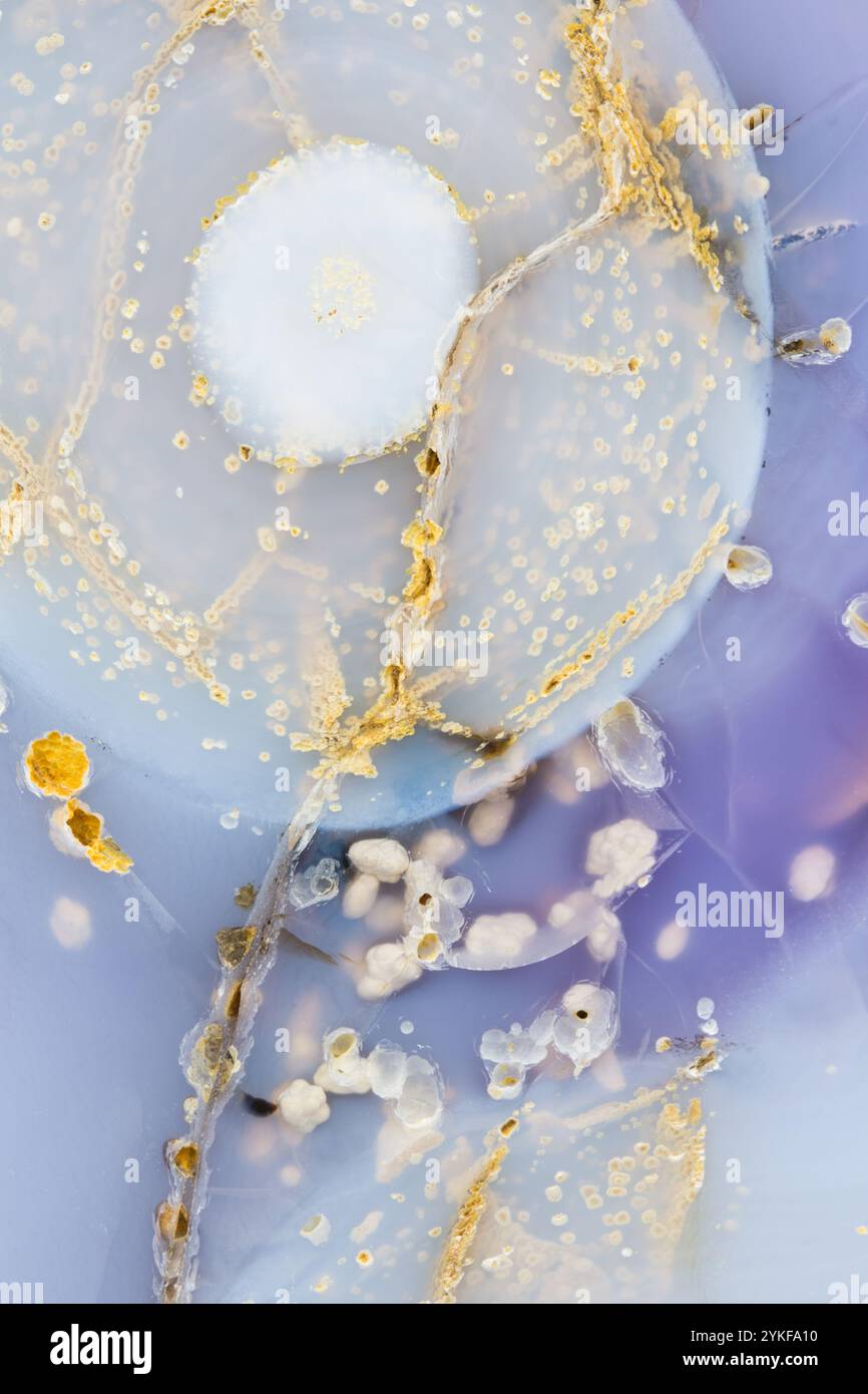 Dieses Bild zeigt die komplizierten Details eines Holly Blue Agate mit faszinierenden Mustern aus Blau und Gold, ergänzt durch weiße kristalline Stange Stockfoto