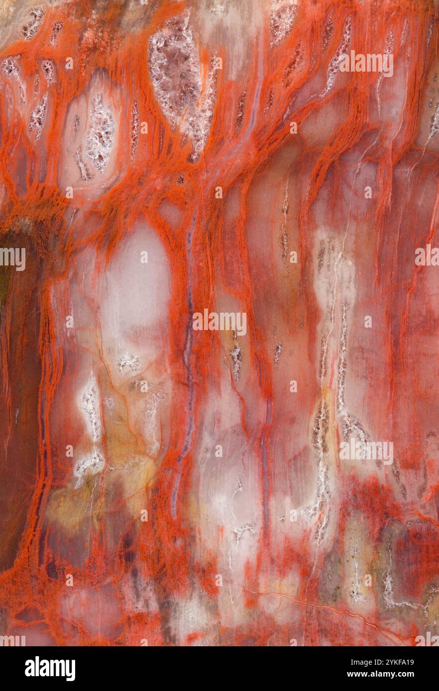 Ein Makrophotogramm zeigt die komplizierten Details von Arizona Petrified Wood, dem staatlichen Fossil aus der späten Trias-Zeit, und zeigt die fossilen s Stockfoto