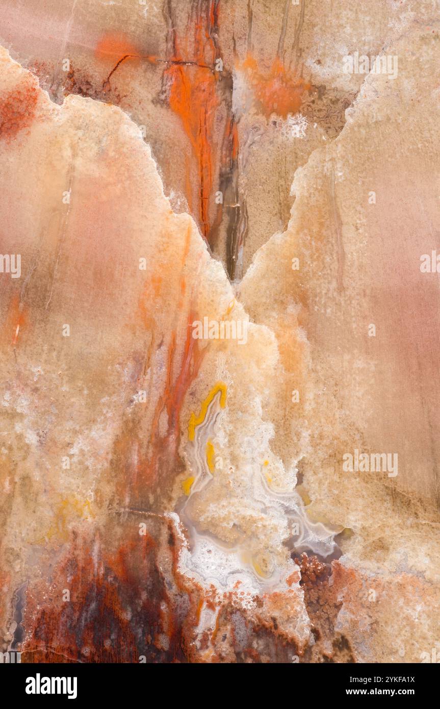 Nahaufnahme des Arizona Petrified Wood mit komplexen Mustern und Farben, die die Schönheit der späten Trias hervorheben. Stockfoto