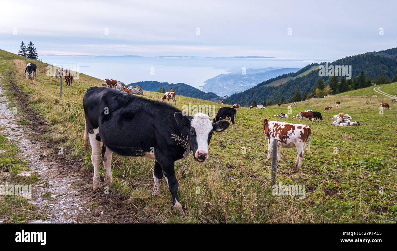 Kühe, die friedlich auf einem Wanderweg in Dent de Jaman in den Schweizer Alpen weiden, mit Blick auf den weitläufigen See und üppiges Grün Stockfoto