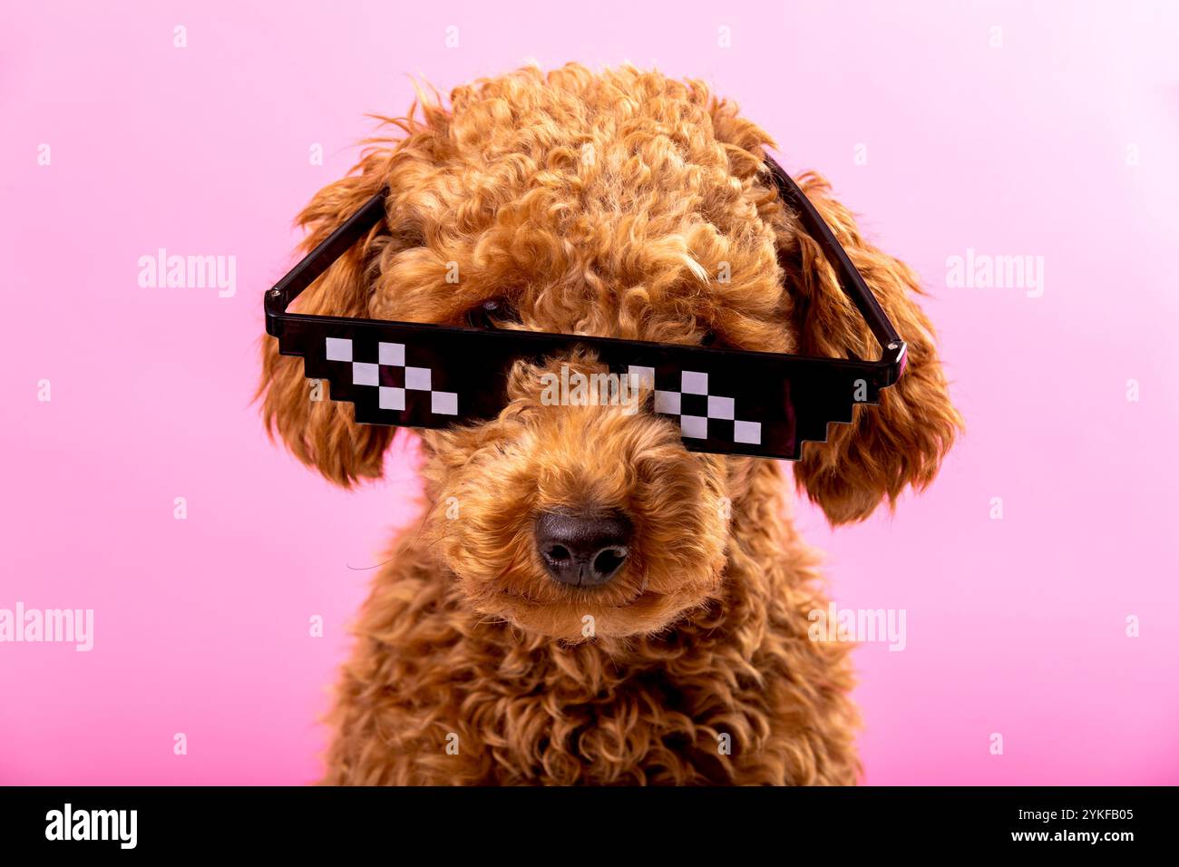 Ein fröhlicher Hund mit lockigen Haaren, der eine übergroße, pixelige Sonnenbrille vor einem sanften rosafarbenen Hintergrund trägt und eine lustige und trendige Atmosphäre ausstrahlt Stockfoto