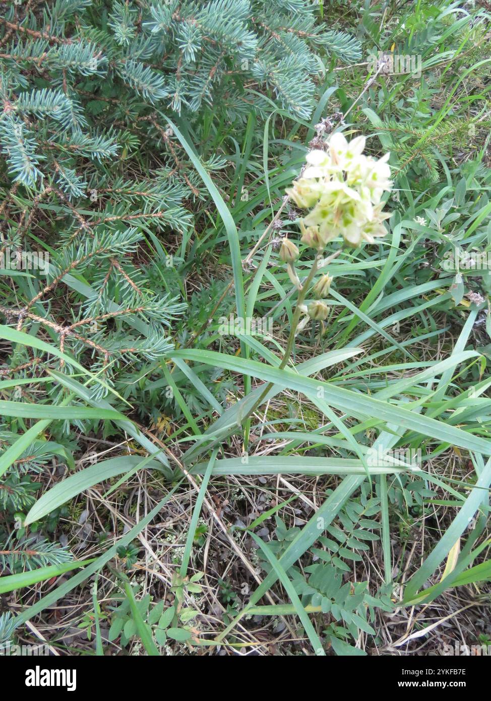 Mountain Deathcamas (Anticlea elegans) Stockfoto