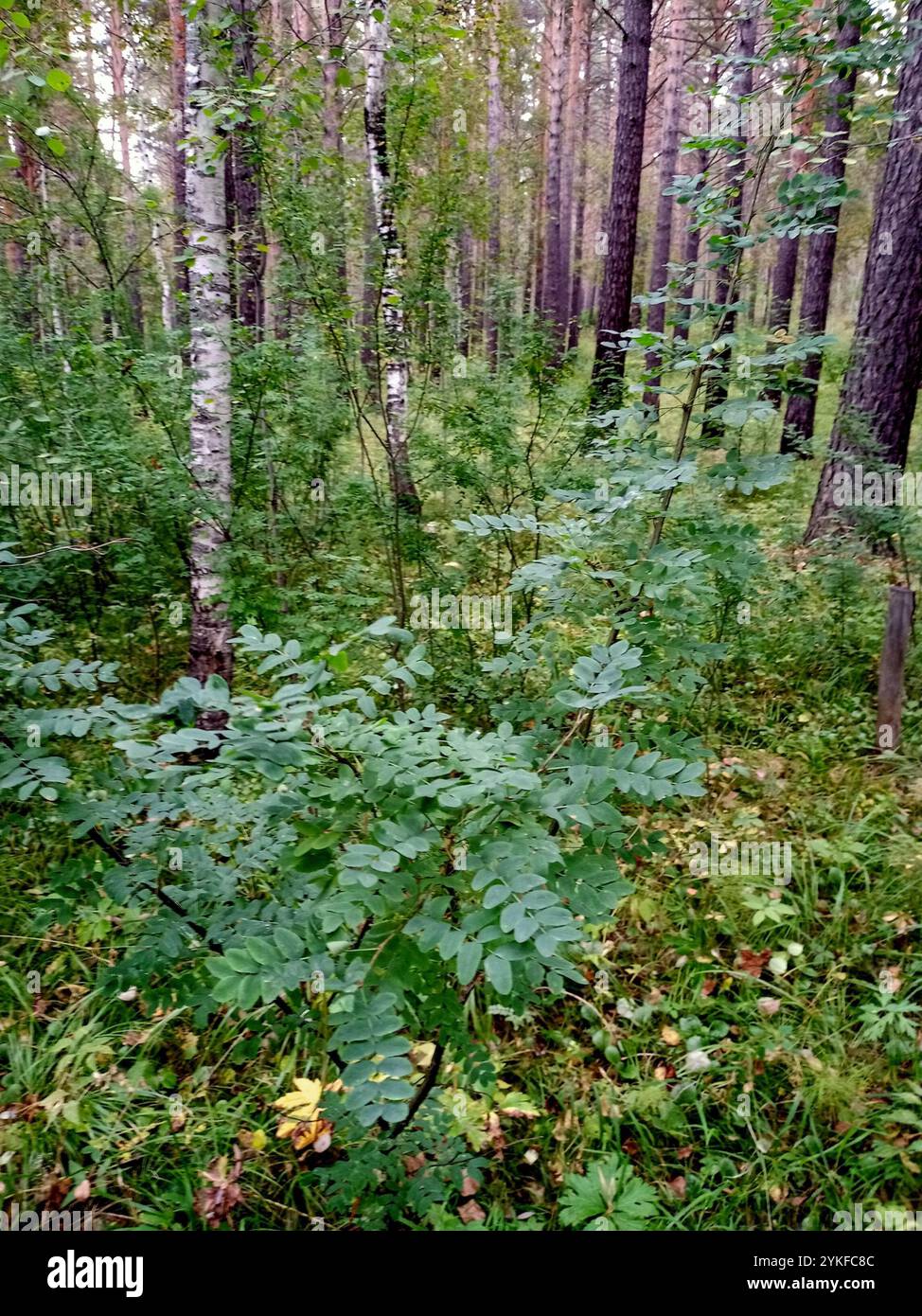 Sibirische Peashrub (Caragana Arborescens) Stockfoto