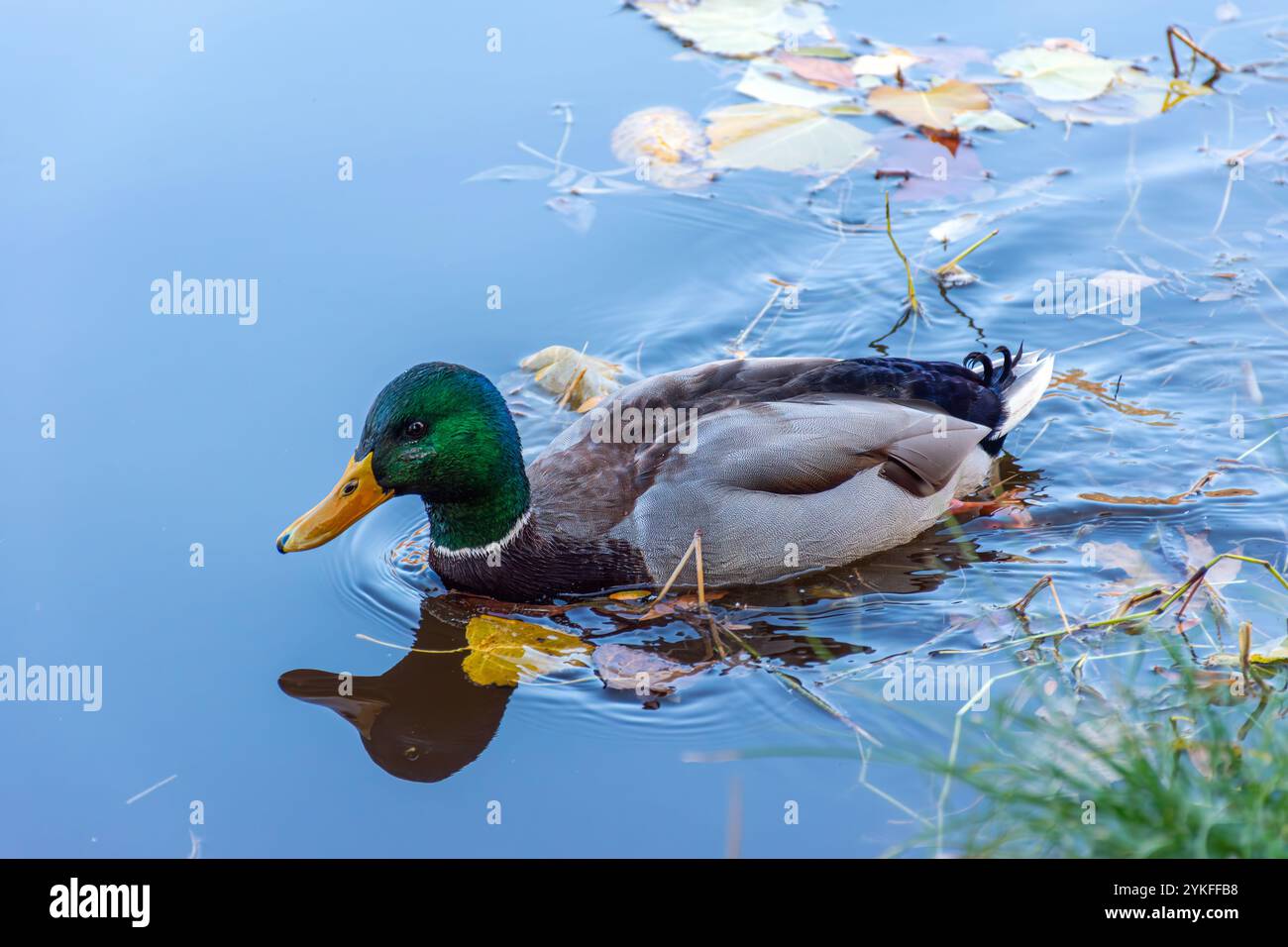 Enten im See im Stadtpark von Skopje. Stockfoto