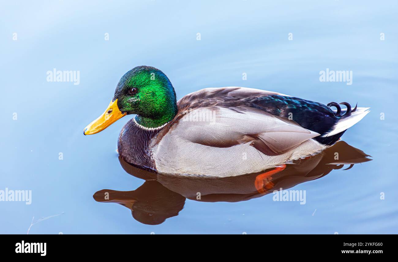 Enten im See im Stadtpark von Skopje. Stockfoto