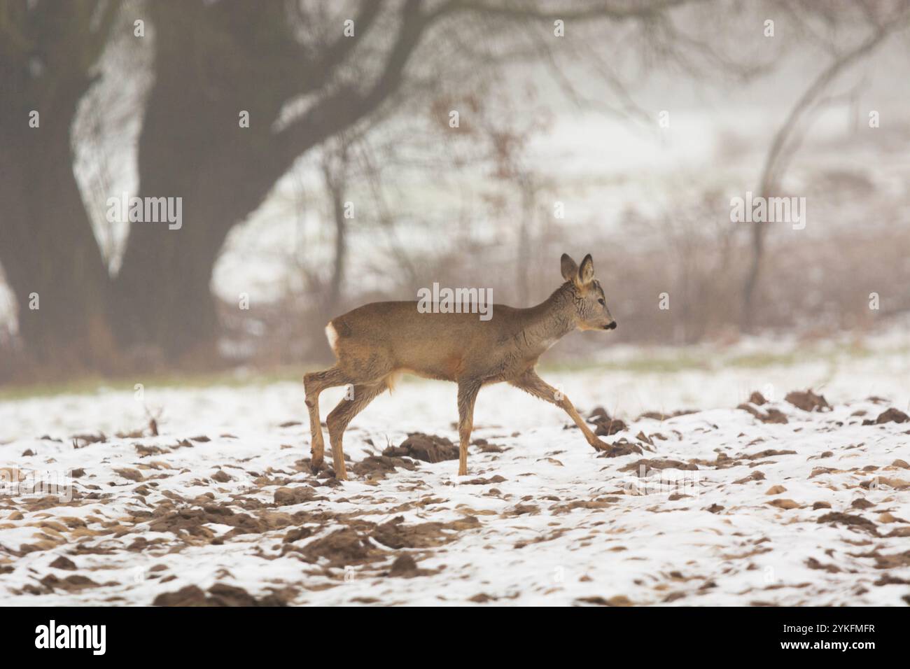 Ein Reh, der an einem nebligen Tag durch ein verschneite Ackerfeld wandert, im Winter februar, im Osten Polens Stockfoto