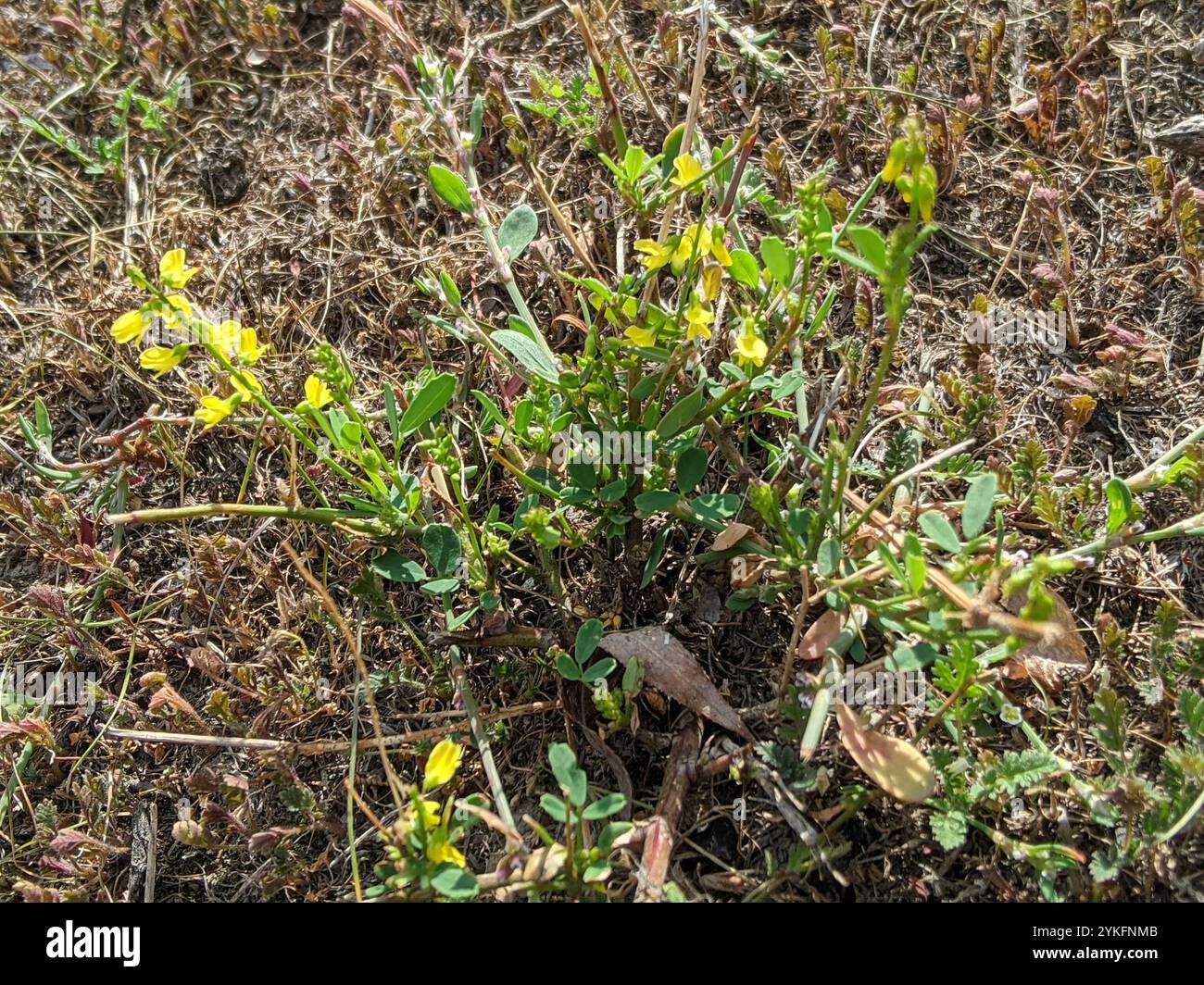 Gelber Süßklee (Melilotus officinalis) Stockfoto