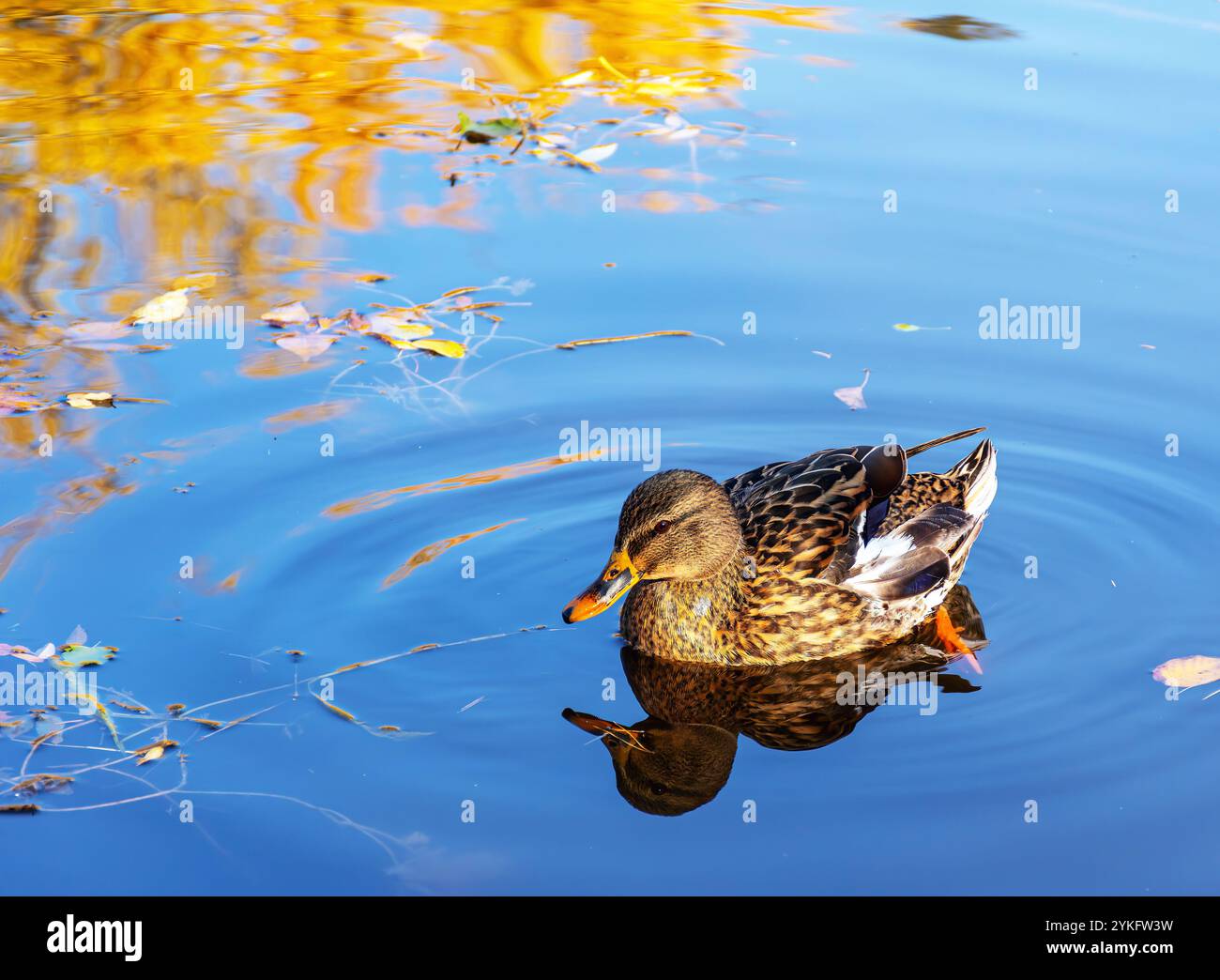 Enten im See im Stadtpark von Skopje. Stockfoto