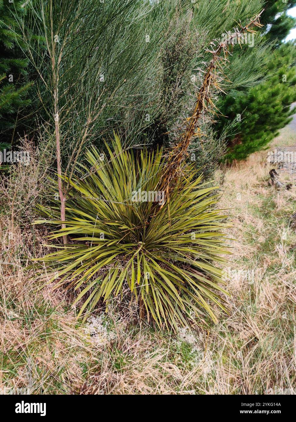 Goldener Spanier (Aciphylla aurea) Stockfoto