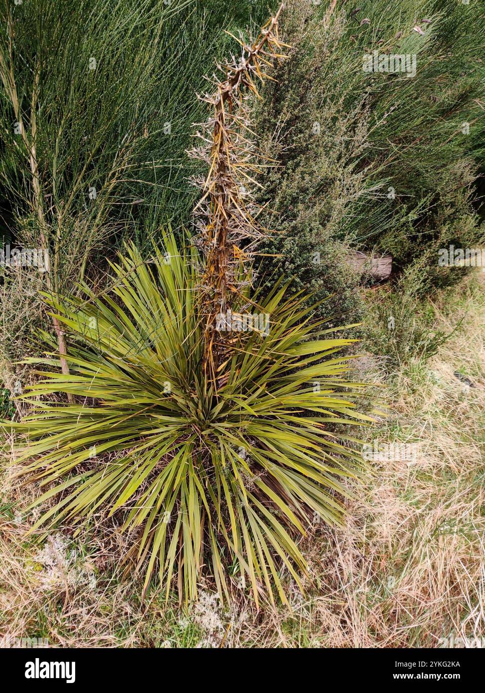 Goldener Spanier (Aciphylla aurea) Stockfoto