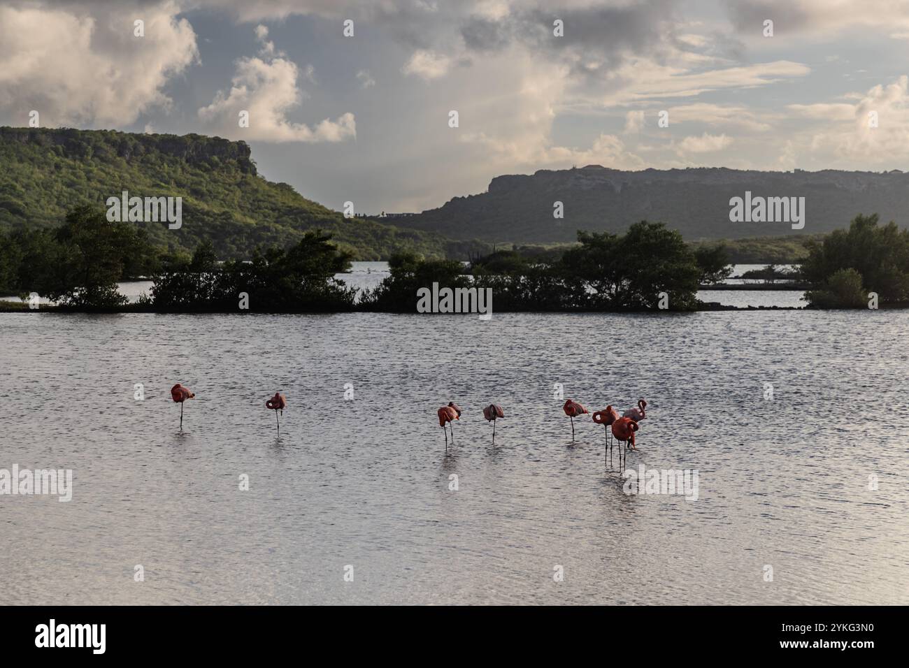 Flamingos in den Salinen von Jan Kok, Kòrsou, Saliña Stockfoto