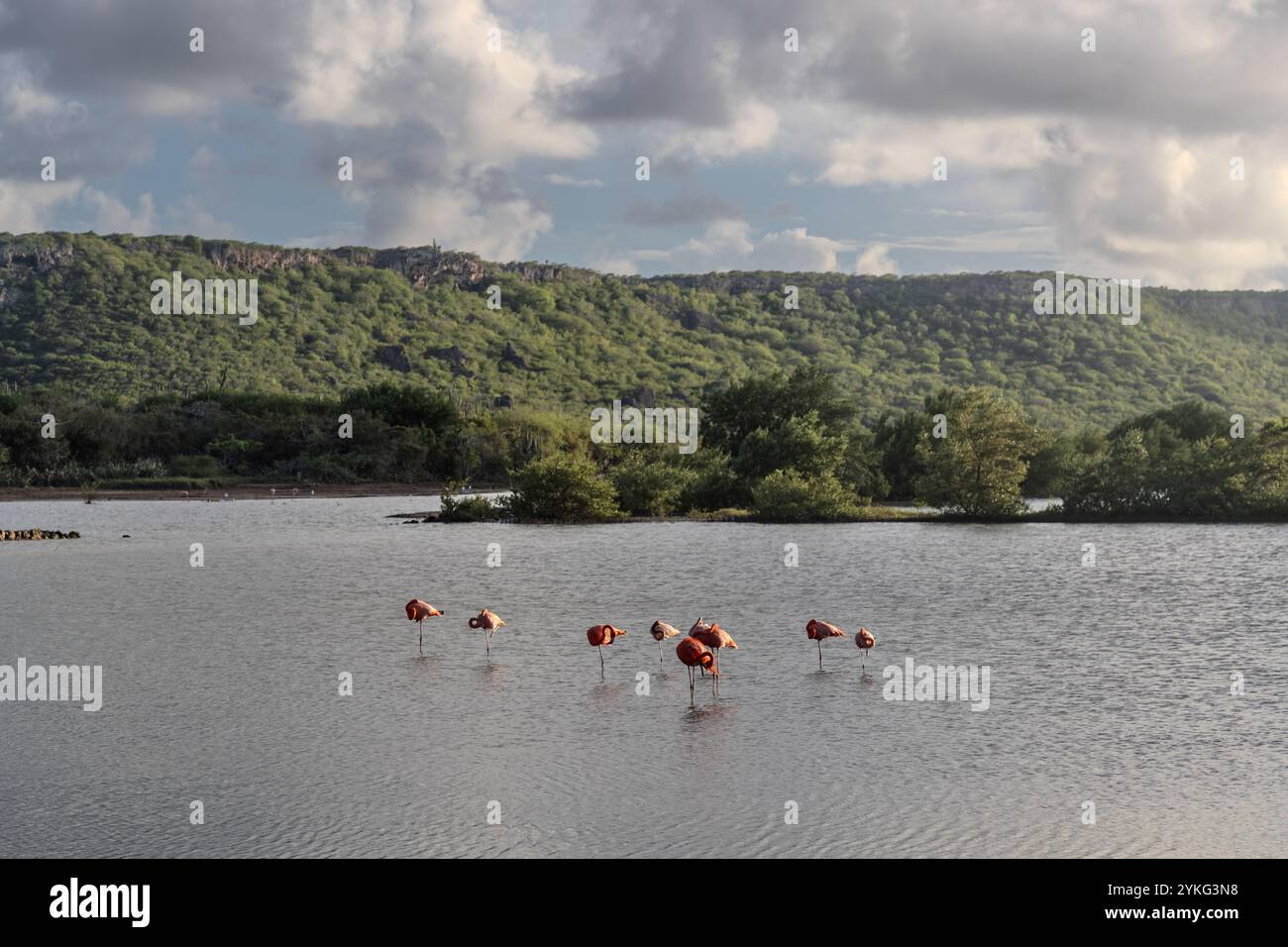 Flamingos in den Salinen von Jan Kok, Kòrsou, Saliña Stockfoto