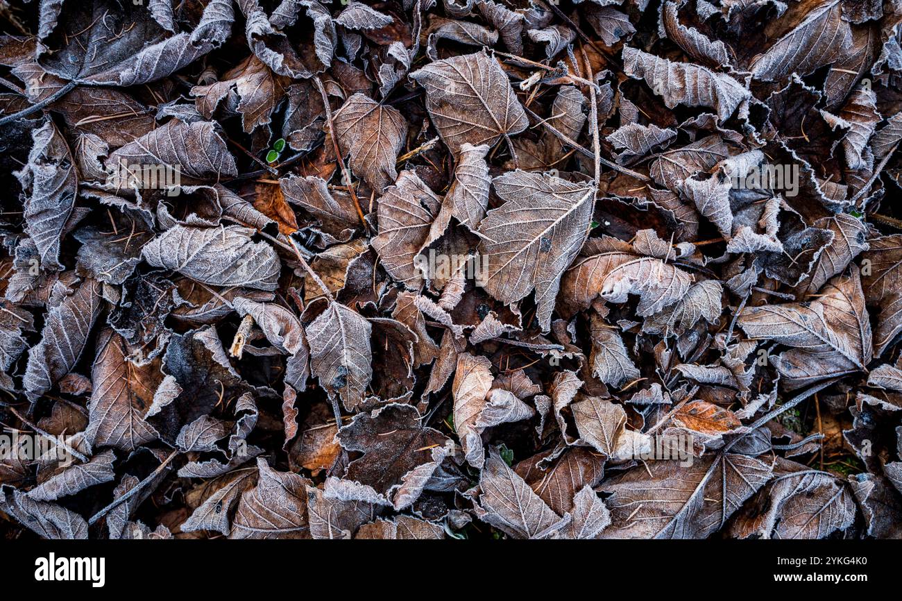 Buchenhecke Blätter in mattierten Herbstfarben auf dem Boden Stockfoto