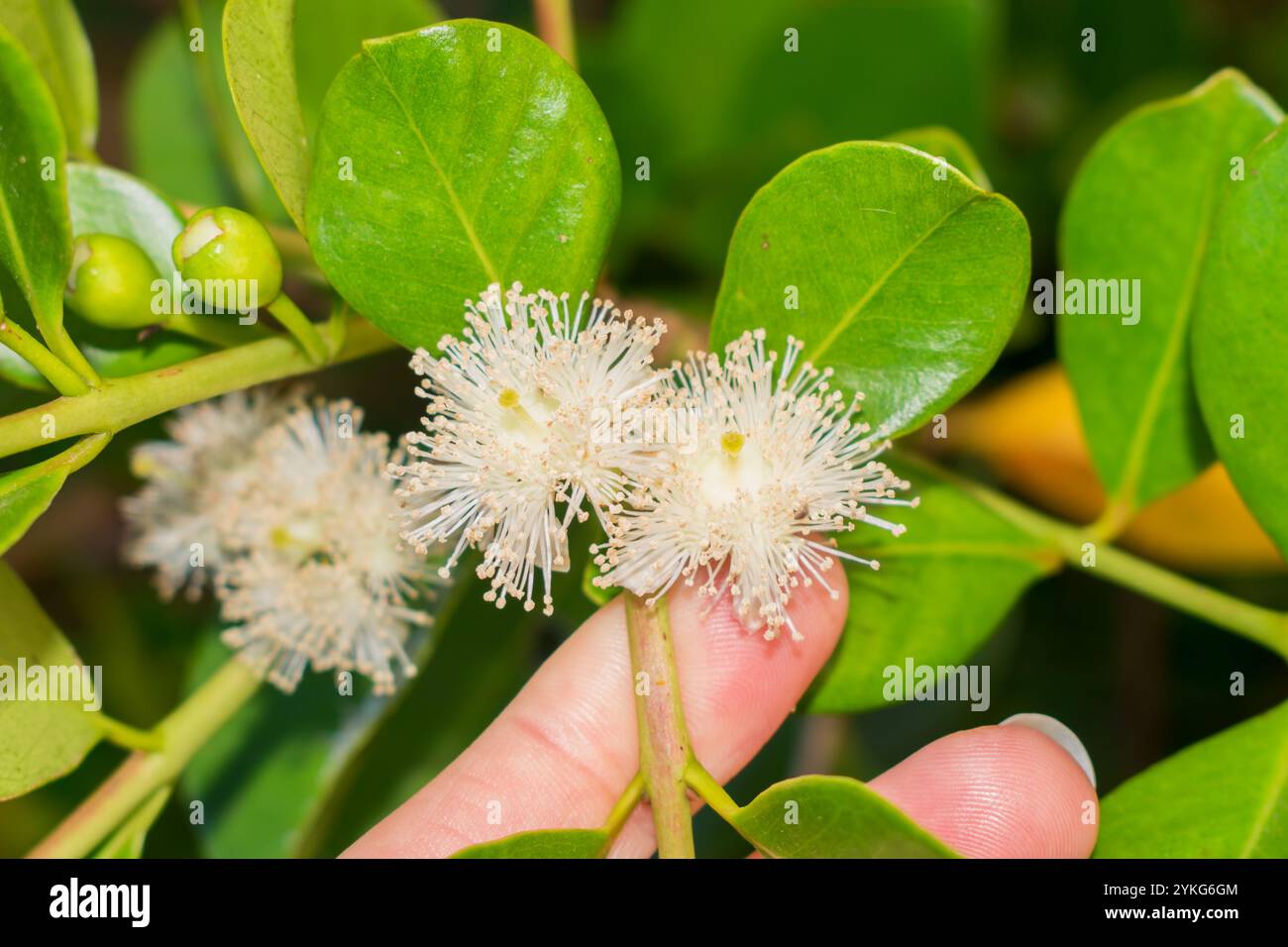 Blüten der Erdbeere Guava (Psidium cattleianum) in Sao Francisco de Paula, Süden Brasiliens Stockfoto