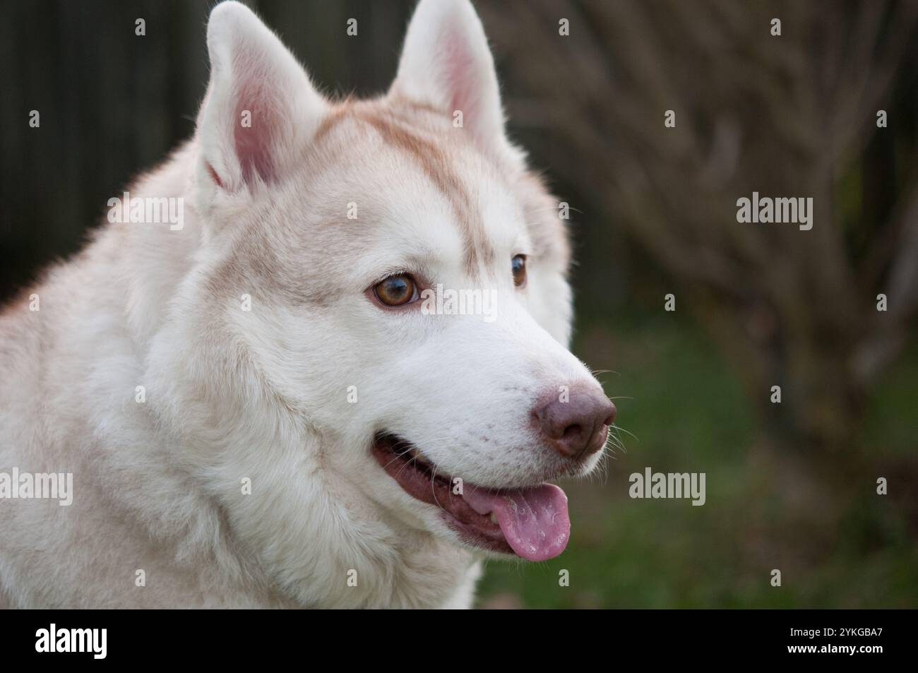 Glücklicher sibirischer Husky-Hund mit ausgezogener Zunge Stockfoto