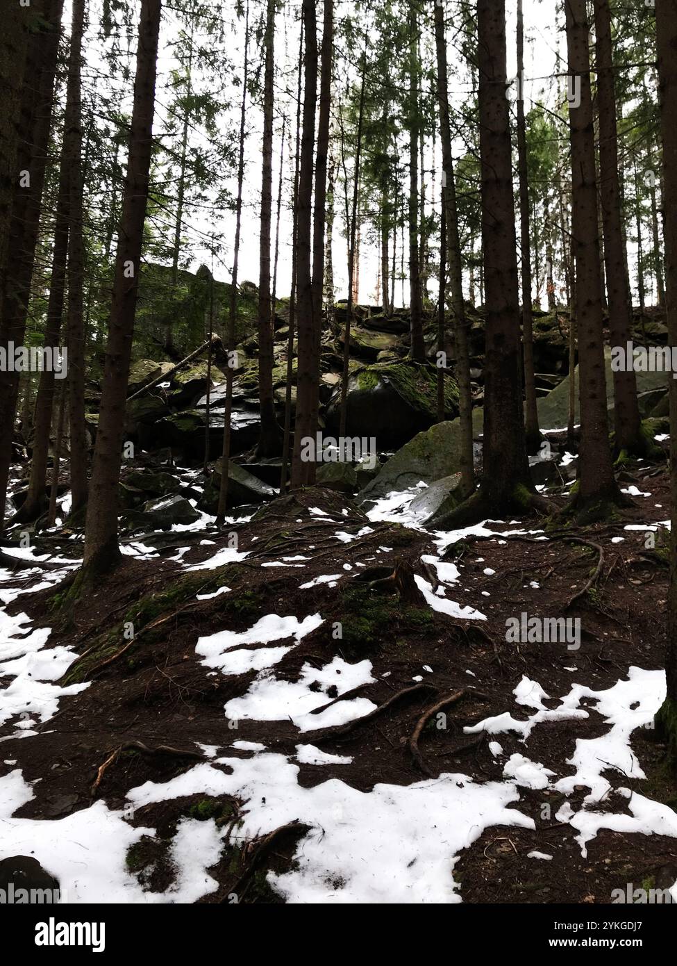 Eine ruhige Winterwaldlandschaft mit schneebedecktem Boden und hohen Kiefern. Die ruhige Umgebung vermittelt natürliche Schönheit, Ruhe und ein u Stockfoto