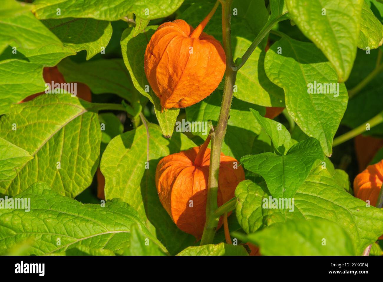 Alkekengi officinarum Frucht mit der roten Schale. Die Blasenkirsche, chinesische Laterne, japanische Laterne, Erdbeergrundkirsche, Winterkirsche, Alcheche Stockfoto