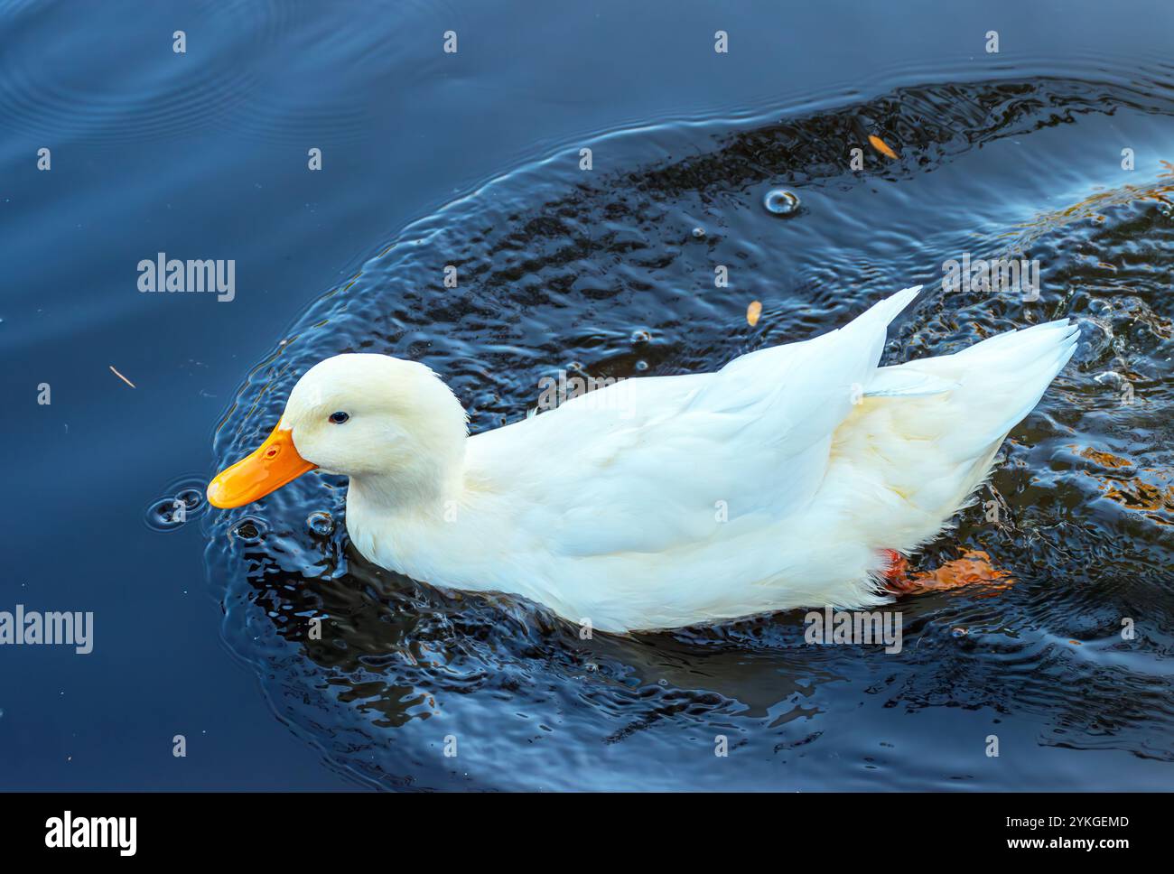 Enten im See im Stadtpark von Skopje. Stockfoto