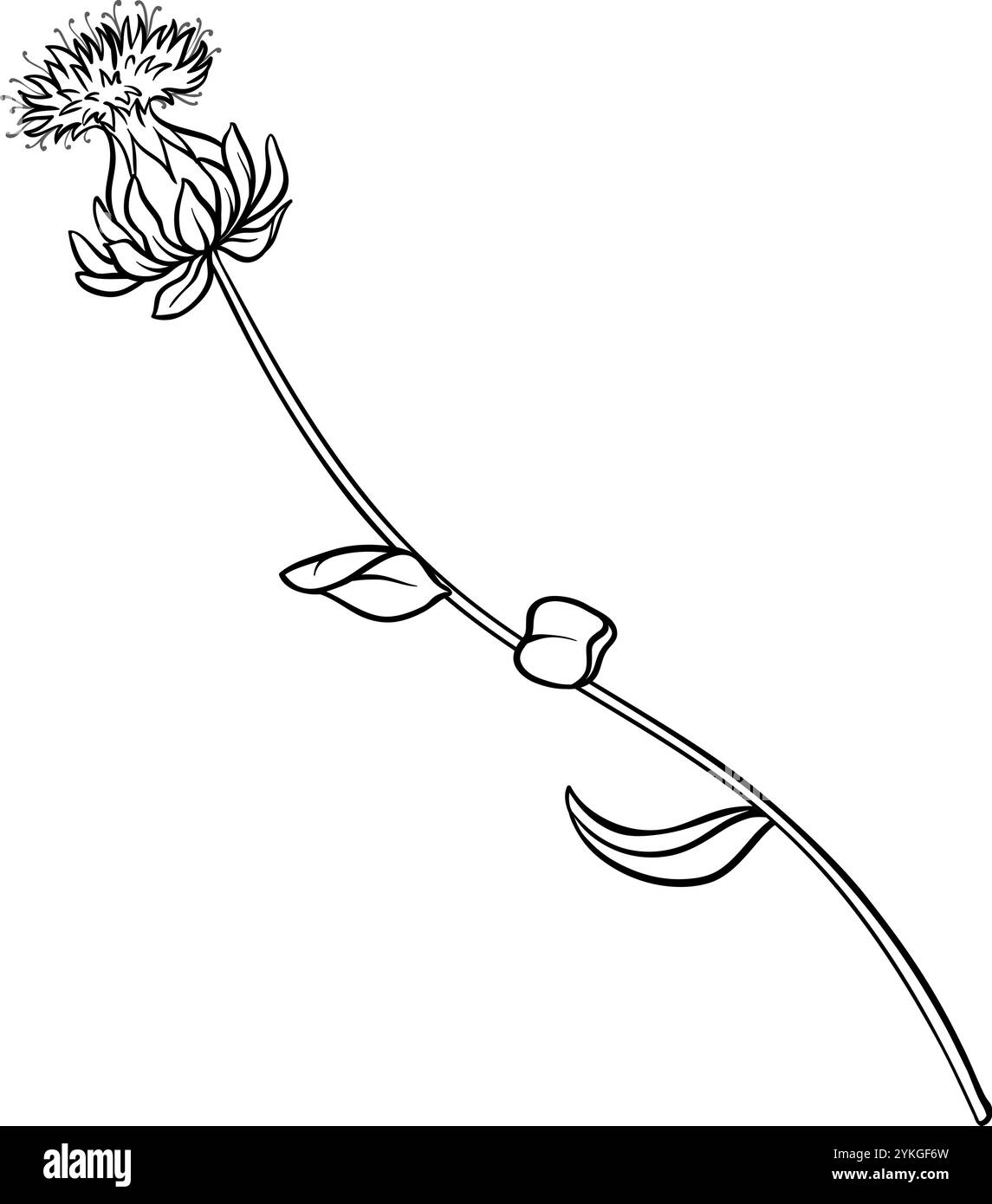 Saflorpflanze mit Blumenklima Illustration. Stock Vektor