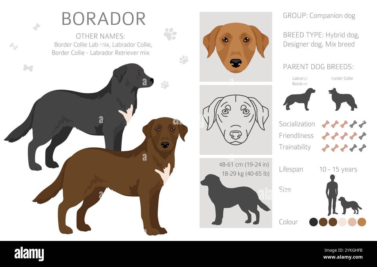 Border Collie Labrador Retriever Mix. Borador Clipart. Verschiedene Beschichtungsfarben eingestellt. Vektorabbildung Stock Vektor