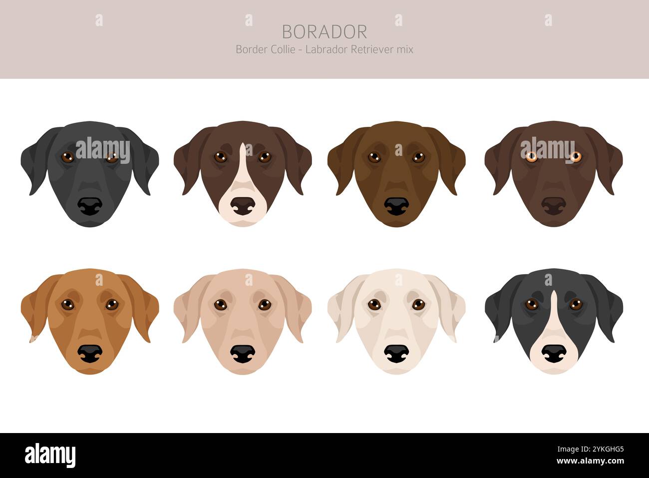 Labrodor R Border Border collie mischling Stock-Vektorgrafiken kaufen - Alamy