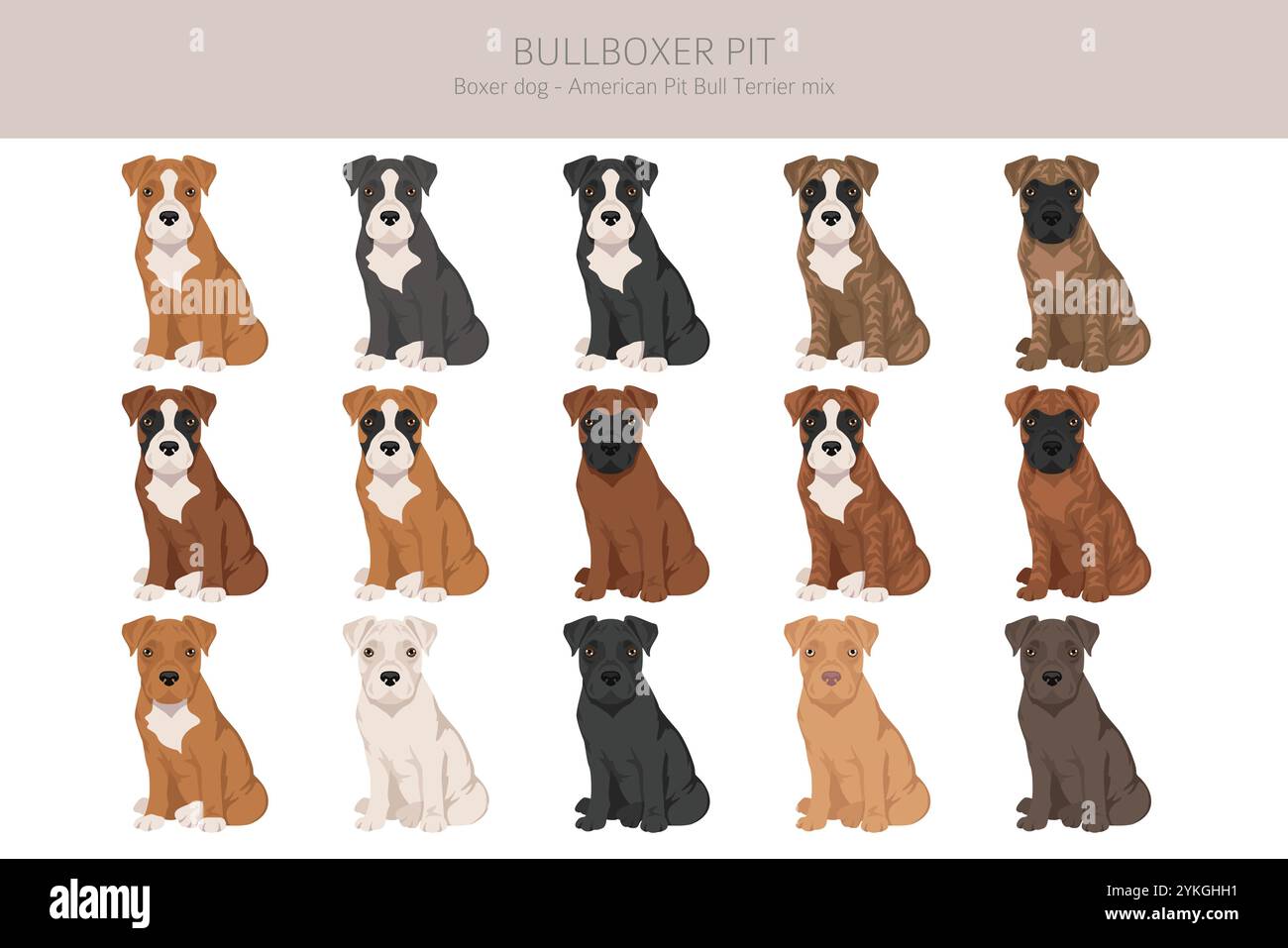 Bullboxer Pit Clipart. Boxerhund American Pit Bullterrier Mix. Verschiedene Fellfarben Set. Vektorabbildung Stock Vektor