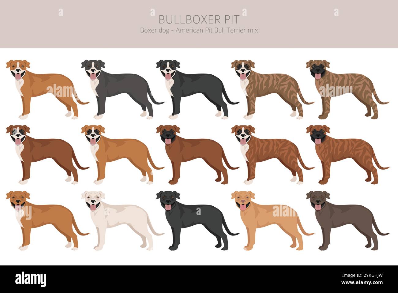 Bullboxer Pit Clipart. Boxerhund American Pit Bullterrier Mix. Verschiedene Fellfarben Set. Vektorabbildung Stock Vektor