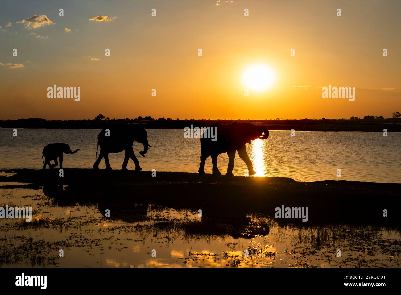 3 Elefanten, ein Baby und 2 Erwachsene eine Loxodonta africana, die bei Sonnenuntergang auf dem Chobe River spazieren. Die wilden Tiere sind eine Silhouette. Chobe Park, Botswana Stockfoto