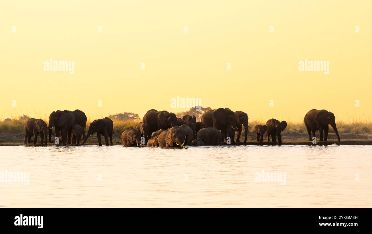 Afrikanische Elefanten (Loxodonta africana), große Herde überquert den Chobe River. Vorderansicht der wilden Tiere. Chobe-Nationalpark, Botswana Stockfoto