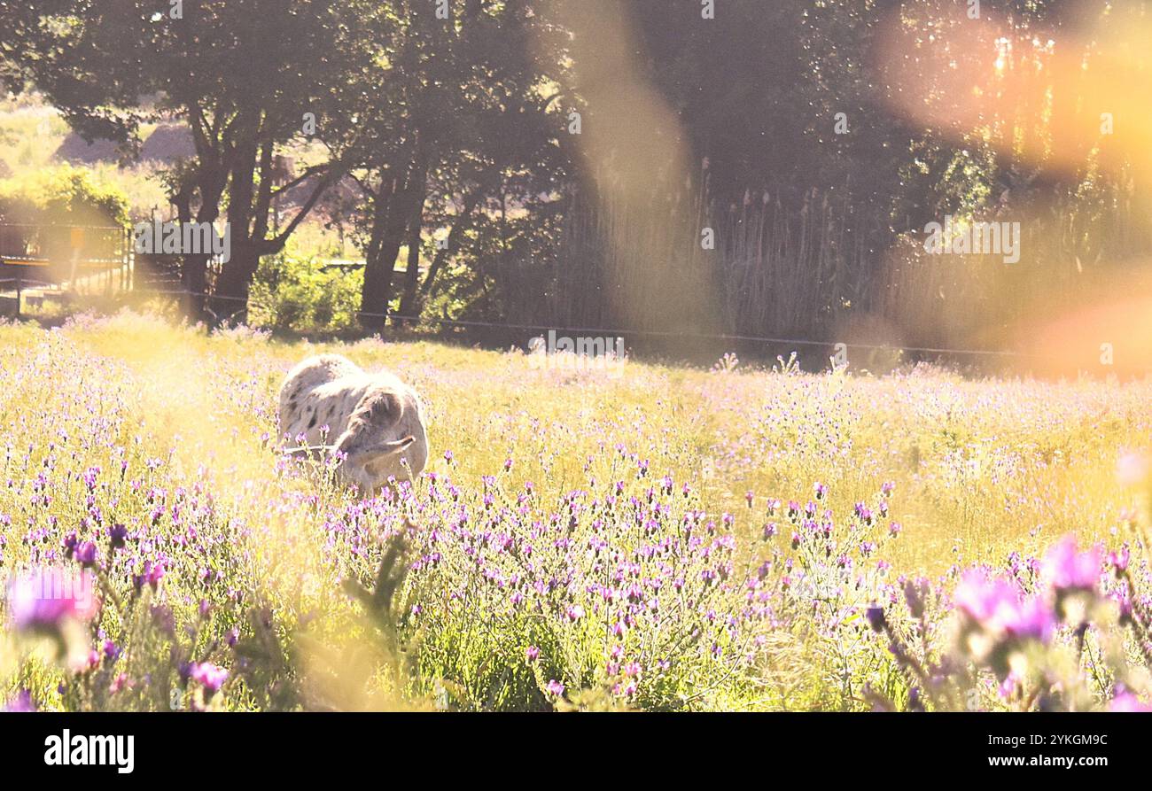 Pferd in einem Feld Stockfoto