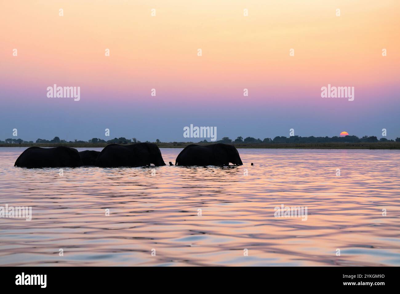 Afrikanische Elefanten (Loxodonta africana), Stiere, die den Chobe River überqueren, Seitenansicht der wilden Tiere. Chobe-Nationalpark, Botswana Stockfoto