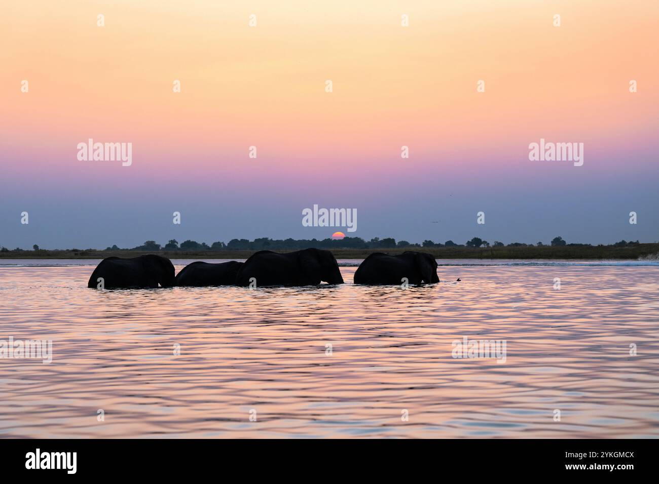 Afrikanische Elefanten (Loxodonta africana), Stiere, die den Chobe River überqueren, Seitenansicht der wilden Tiere. Chobe-Nationalpark, Botswana Stockfoto