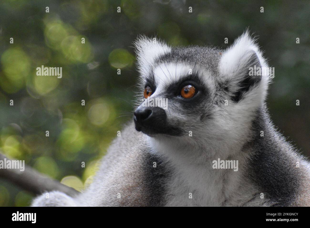 Ring-tailed lemur Stockfoto