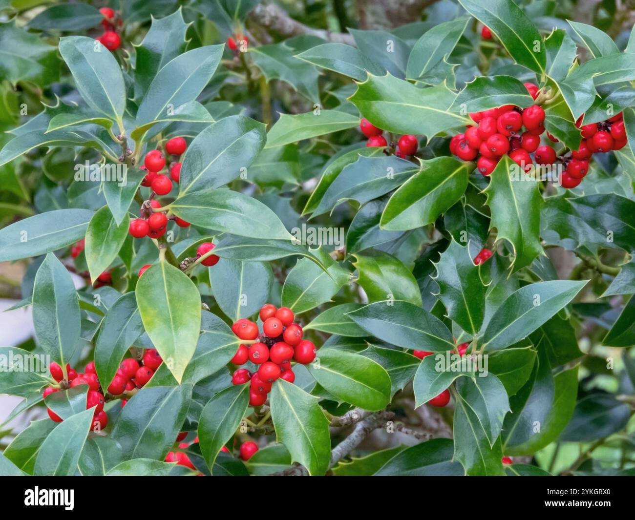 Ilex aquifolium Pflanze in der Familie Aquifoliaceae. Weihnachtliche stechpalmenzweige mit roten Beeren und glänzend grünem Laub. Stockfoto