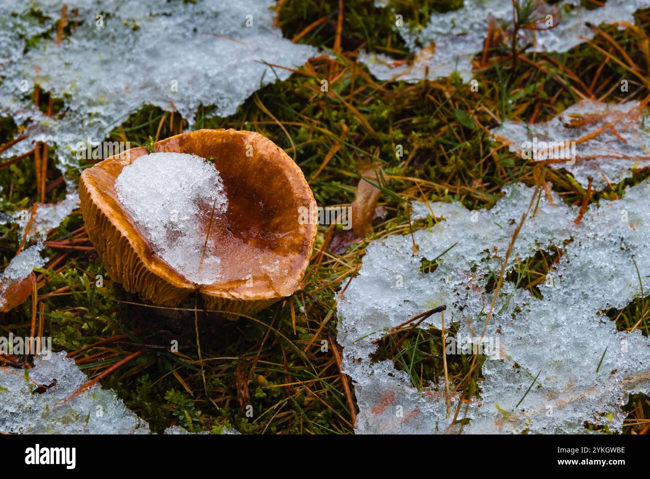 Urbion, Spanien, 26. Oktober 2024: Pilz mit schmelzendem Schnee im Urbion Mountains Forest Stockfoto