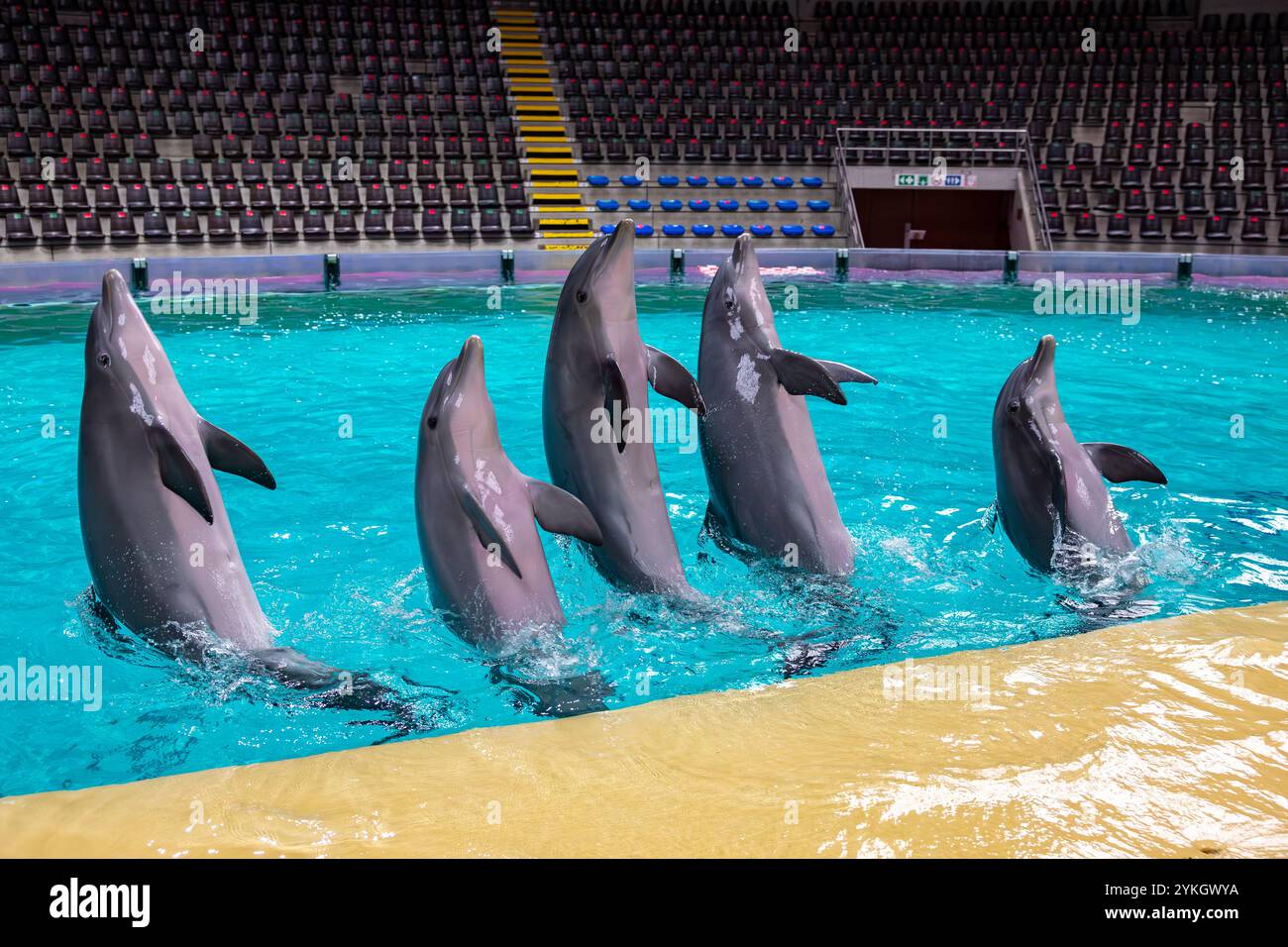 Brügge, Belgien. November 2024. Dieses Bild zeigt den Boudewijn Seapark in Brügge, Montag, den 18. November 2024. Das Delfinarium wird spätestens 2037 geschlossen. Eine Vereinbarung wurde von der flämischen Regierung getroffen, die Maßnahmen zum Schutz von Tieren, einschließlich Delfinen, ergriff. BELGA FOTO KURT DESPLENTER Credit: Belga Nachrichtenagentur/Alamy Live News Stockfoto