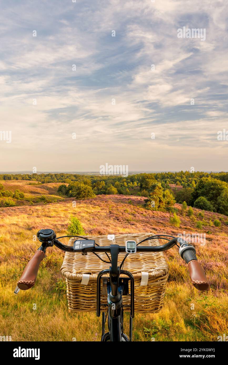 Elektrisches schwarzes Lastenfahrrad mit Korb im niederländischen Nationalpark die Veluwe mit blühender Heide, Niederlande Stockfoto