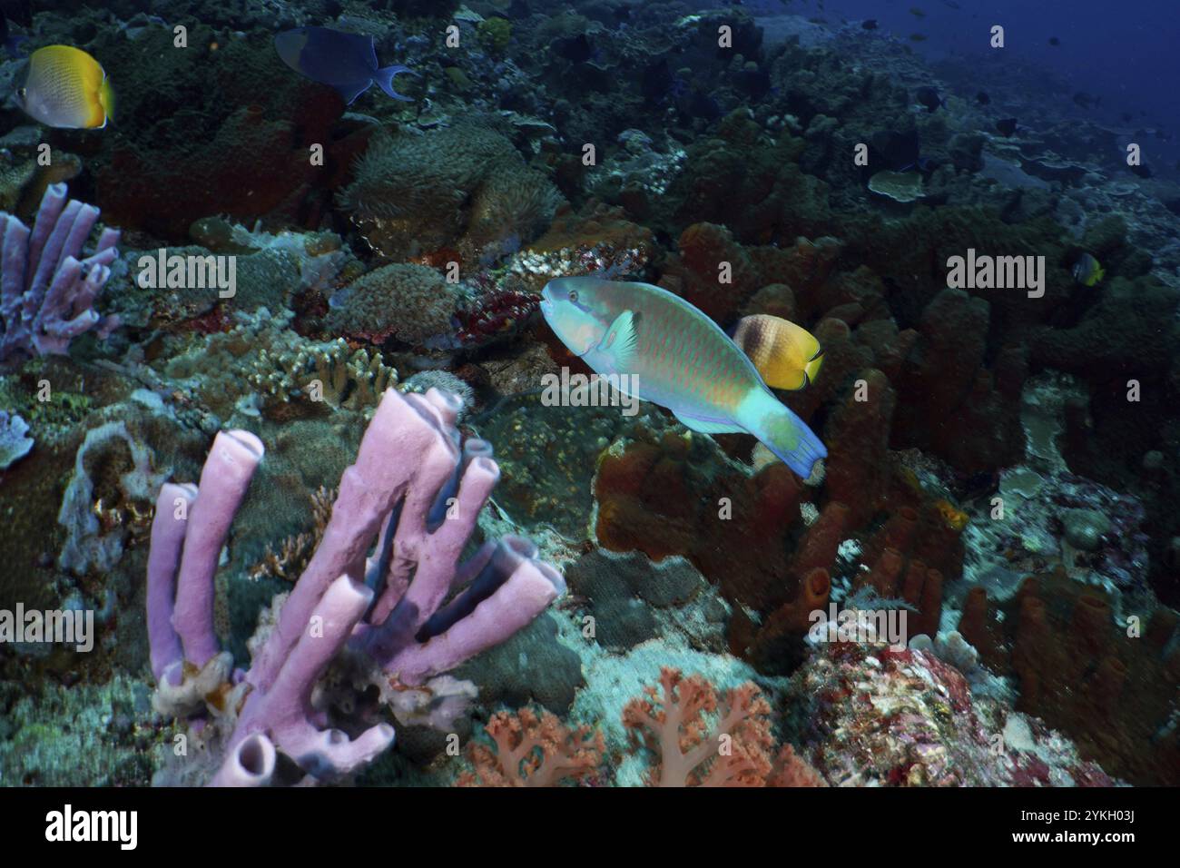 Bunte Papageienfische, Papageienfische (Chlorurus sordidus), Schwimmen durch ein artenreiches Korallenriff, Tauchplatz SD, Nusa Ceningan, Nusa Penida, Stockfoto