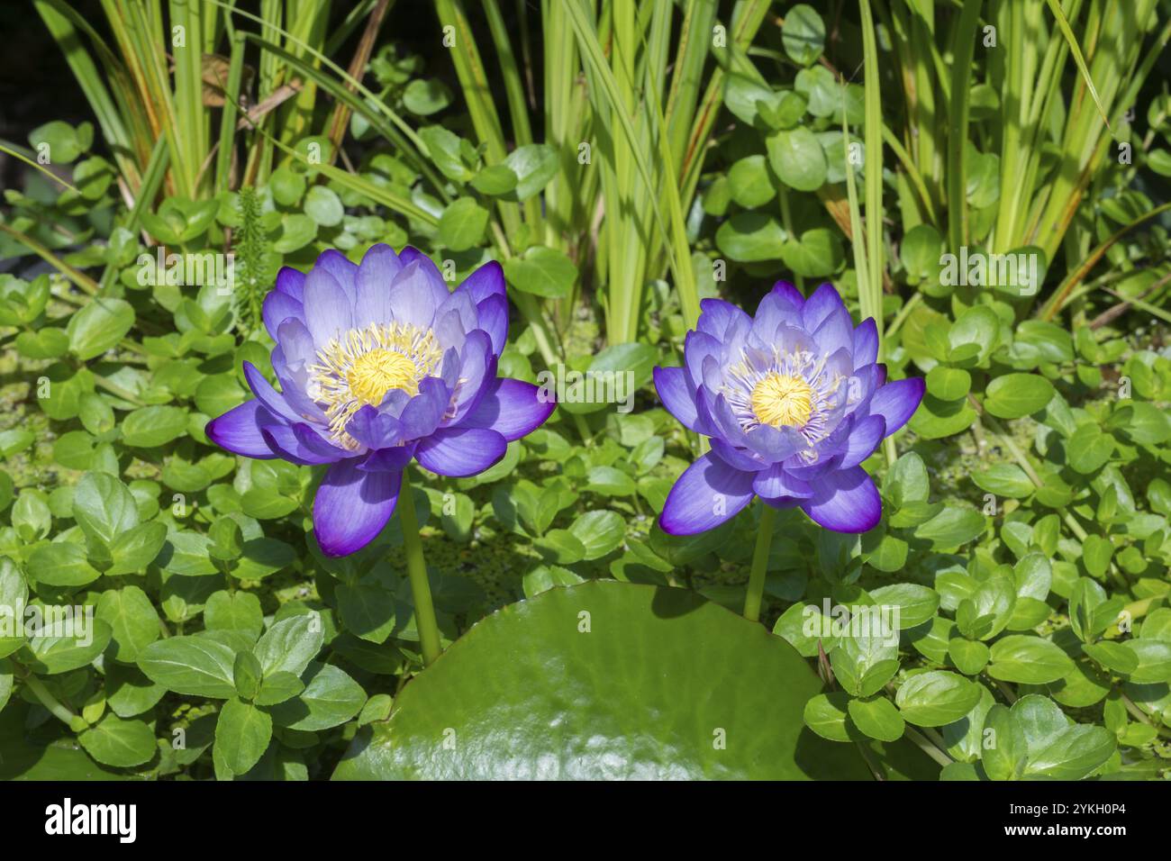 Blau-violette tropische Seerosen in einem Gartenteich, Riesenteich Dunkelviolett, Seerose, Baden-Württemberg, Deutschland, Europa Stockfoto