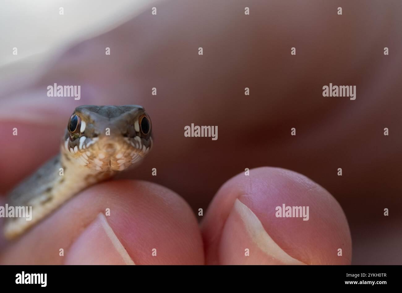 Nahaufnahme des Kopfes einer kleinen wilden Babyschlange zwischen den Fingern einer anonymen Frau. Es ist eine wunderschöne Szene der wilden Natur und der Menschen in Stockfoto