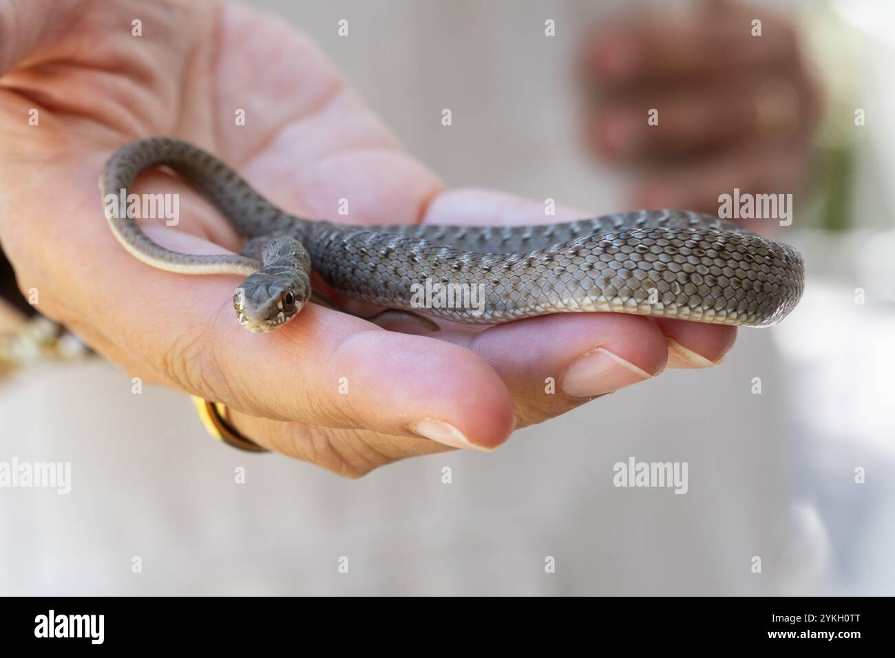 Die Hand einer Frau mit einer offenen Palme hält eine kleine wilde Schlange vorsichtig. Die Frau legt ihre andere Hand auf ihren Bauch. Wilde Natur und Delikatesse vereint Stockfoto