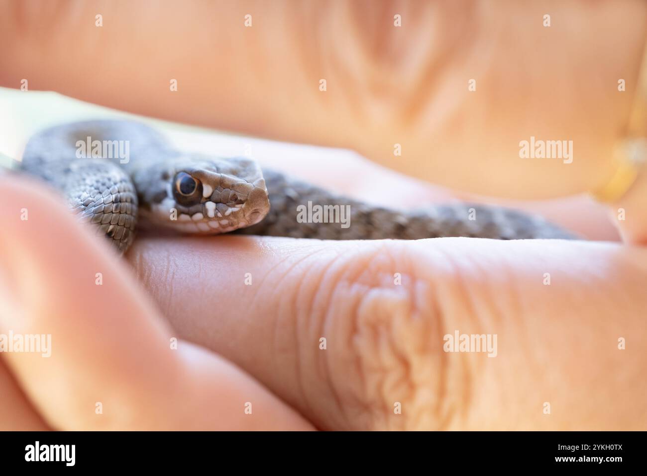 Nahaufnahme eines kleinen wilden Schlangenbabys blickt zwischen den Fingern einer anonymen Frau. Es ist eine wunderschöne Szene der wilden Natur und menschlichen Beinen Stockfoto