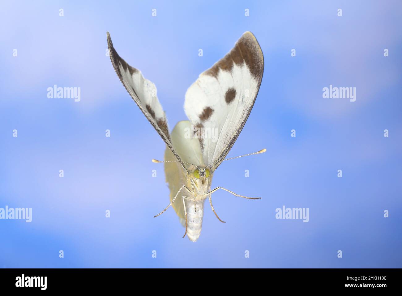 Kohl Schmetterling (Pieris brassicae) im Flug, vor blauem Hintergrund mit weißen Wolken, Wildtiere, Schmetterlinge, Schmetterlinge, Hight Speed Natur ph Stockfoto