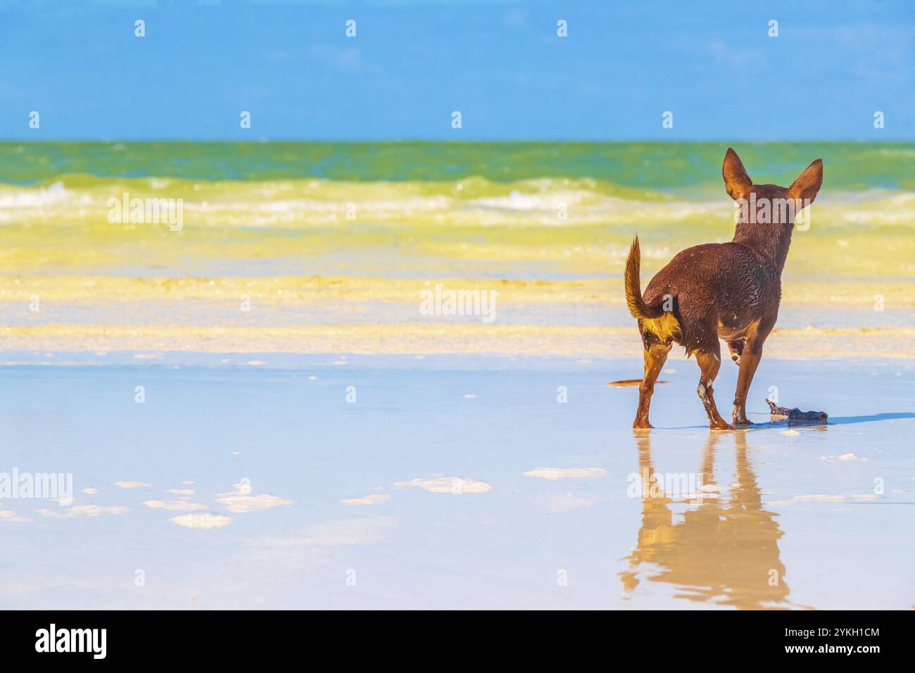 Mexikanischer süßer, verspielter, brauner russischer Spielzeugterrier Hund will mit einem kleinen Stock am Strand und an der Sandbank auf Holbox Island in Mexiko spielen Stockfoto