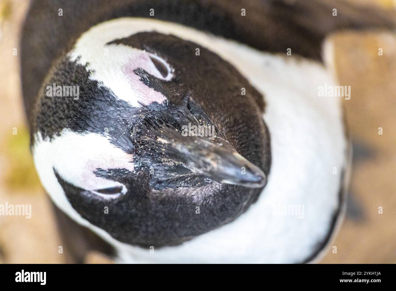 südafrikanische Pinguinkolonie von Brillenpinguinen Wasservögel einzelner Pinguin und Gruppe in Simons Town Kapstadt Kapstadt Westkap Südafrika S Stockfoto