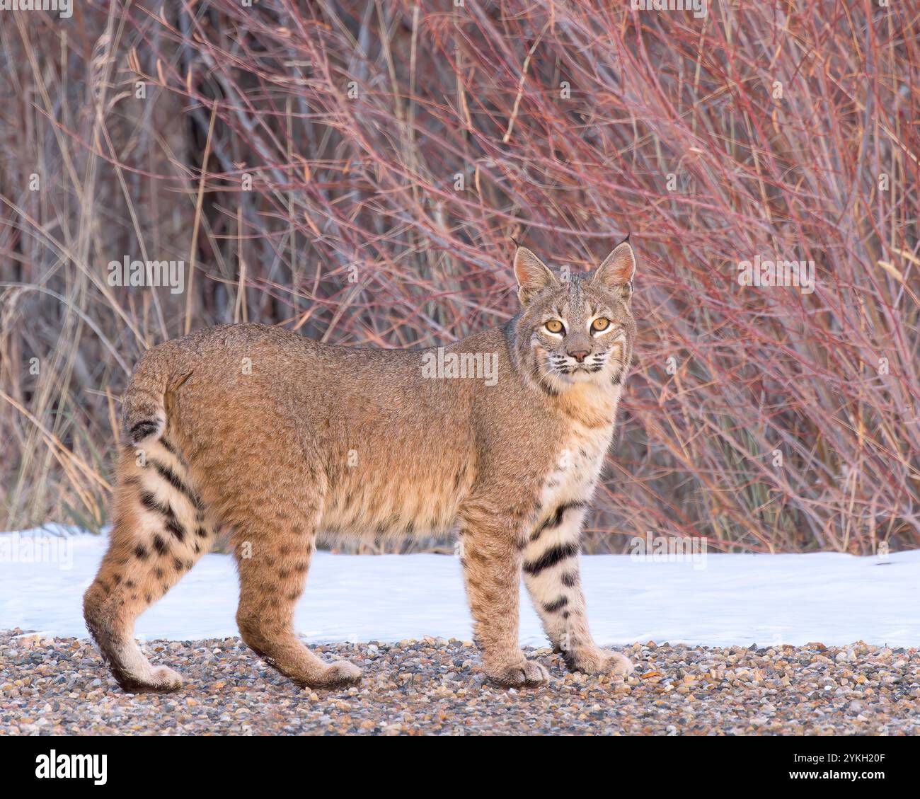 Ein erwachsener Bobcat hält für einen Moment in der Abendsonne an. Stockfoto