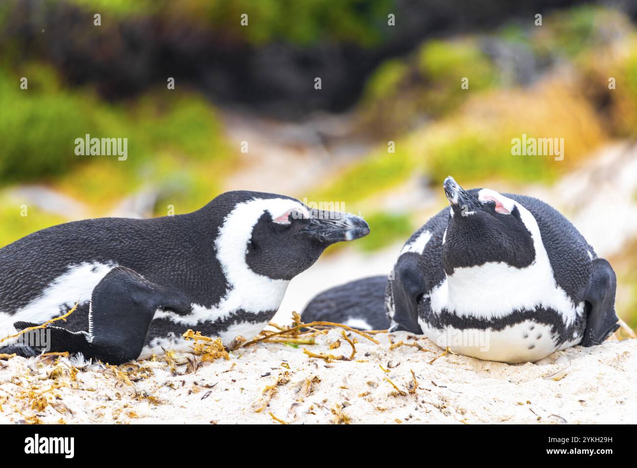 südafrikanische Pinguinkolonie von Brillenpinguinen Wasservögel einzelner Pinguin und Gruppe in Simons Town Kapstadt Kapstadt Westkap Südafrika S Stockfoto