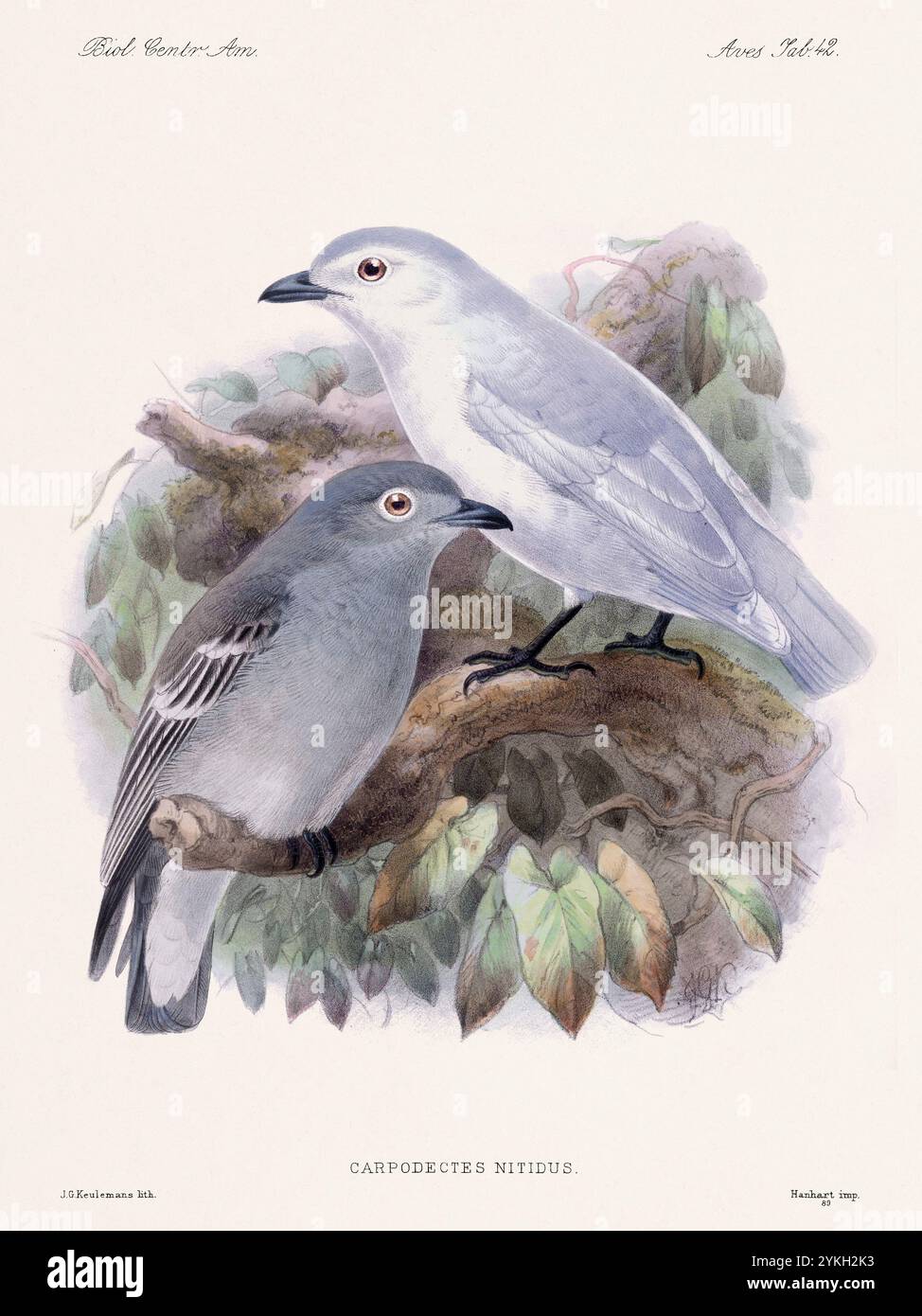Illustration des Vintage-Vogels. Aus einem englischen Ornithologiebuch um 1879. Exquisite detailreiche Vogelkunst. Stockfoto