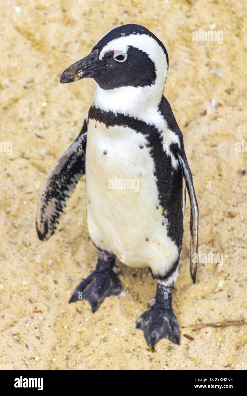 südafrikanische Pinguinkolonie von Brillenpinguinen Wasservögel einzelner Pinguin und Gruppe in Simons Town Kapstadt Kapstadt Westkap Südafrika S Stockfoto