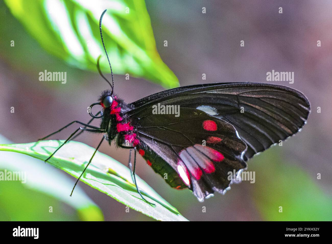 Roter und schwarzer edler tropischer Schmetterling auf grünem Naturhintergrund auf der großen tropischen Insel Ilha Grande in Angra dos Reis Rio de Janeiro Brasilien Stockfoto